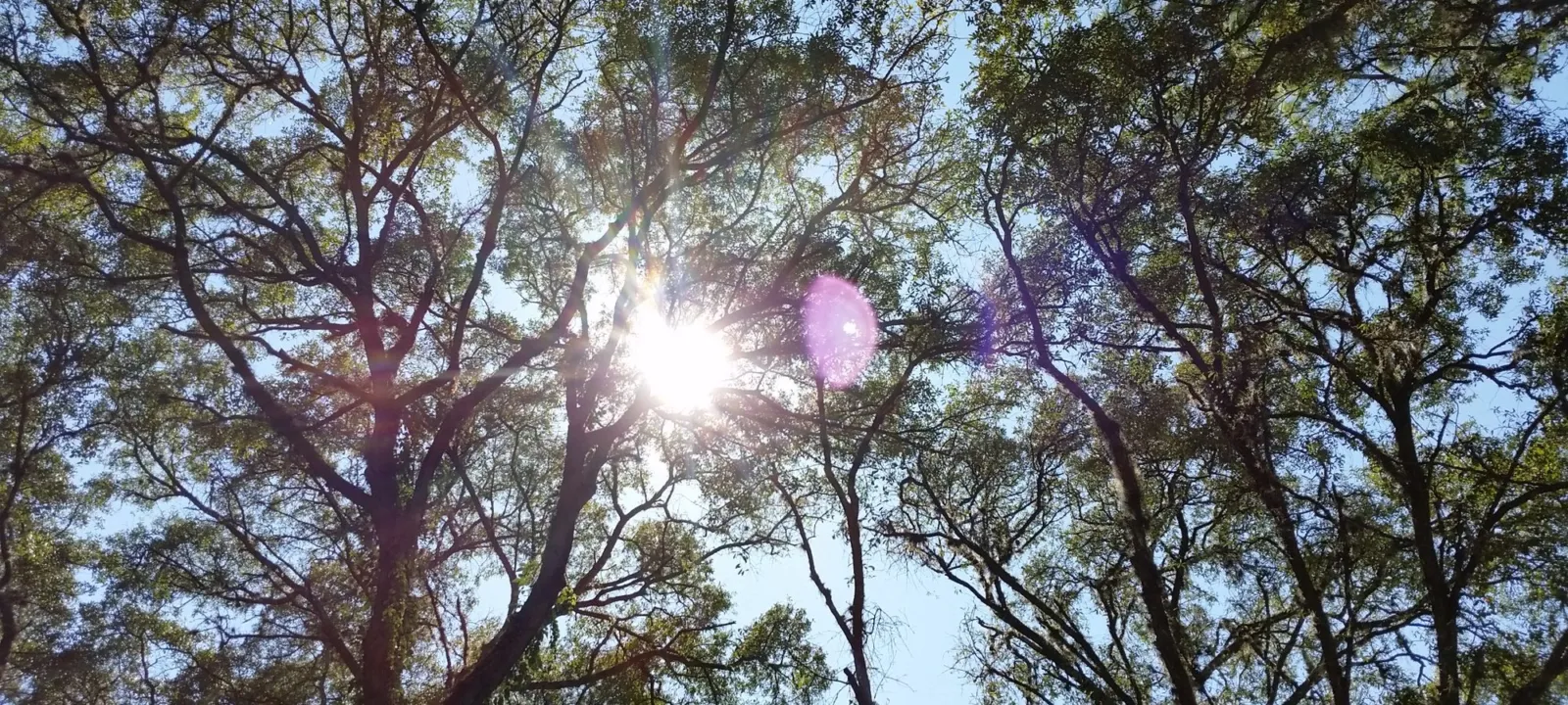Looking up through shade trees on a sunny day