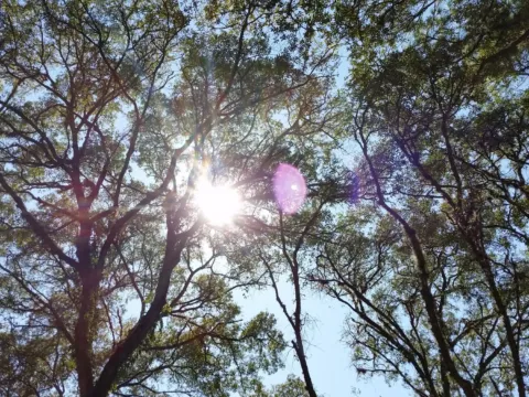 Looking up through shade trees on a sunny day