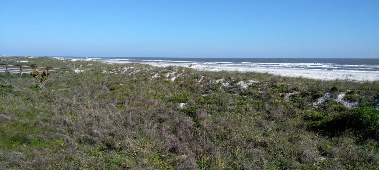 Low coastal scrub on old dunes above the ocean