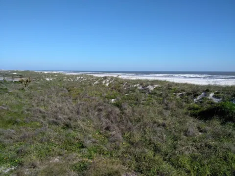 Low coastal scrub on old dunes above the ocean
