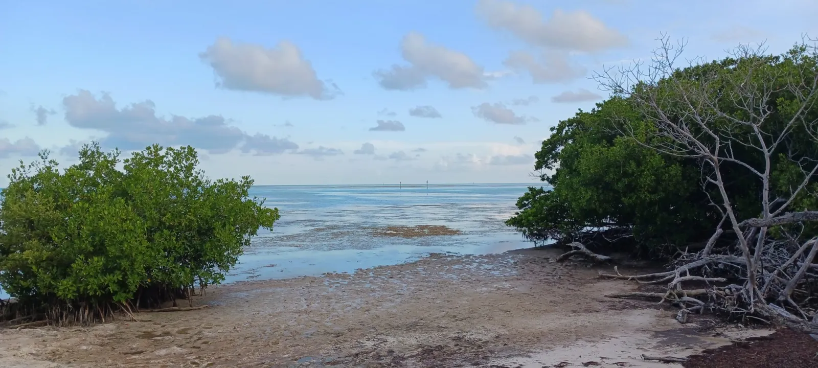 Mangroves along clear water in the Florida Keys