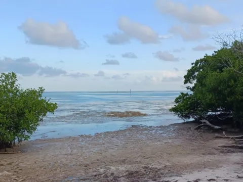 Mangroves along clear water in the Florida Keys