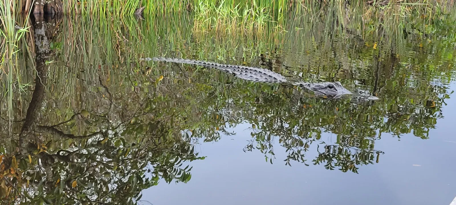 Mangroves reflected in still Everglades water
