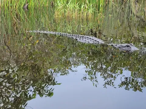 Mangroves reflected in still Everglades water