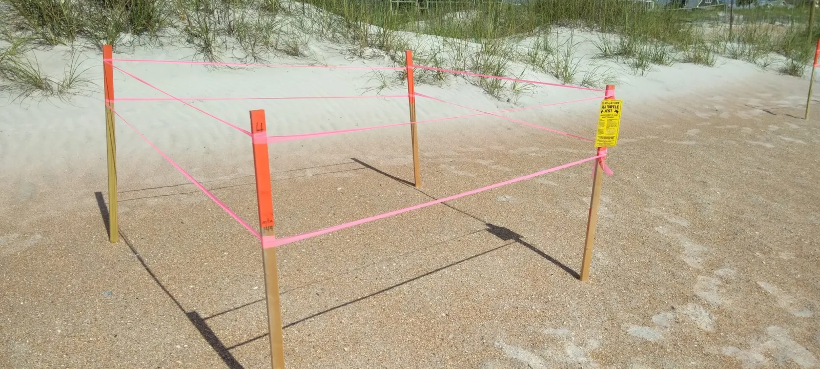 A sea turtle nest staked out with four wooden posts and bright pink tape on the sand below a dune, with a yellow DO NOT DISTURB SEA TURTLE NEST placard tied to one corner.