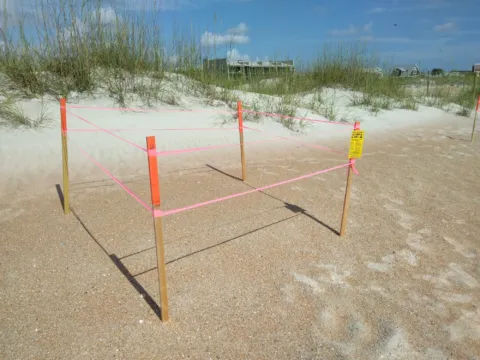 A sea turtle nest staked out with four wooden posts and bright pink tape on the sand below a dune, with a yellow DO NOT DISTURB SEA TURTLE NEST placard tied to one corner.