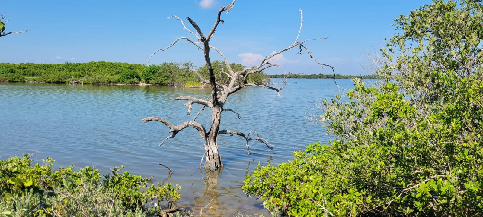 A shallow lagoon with a bare dead tree standing in the water, ringed by green mangroves under a blue sky.