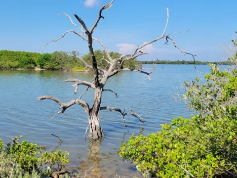 A shallow lagoon with a bare dead tree standing in the water, ringed by green mangroves under a blue sky.