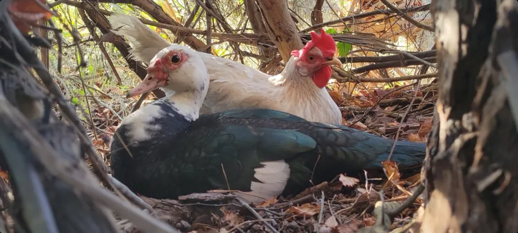 A Muscovy duck and a white hen sitting together on a nest under brush
