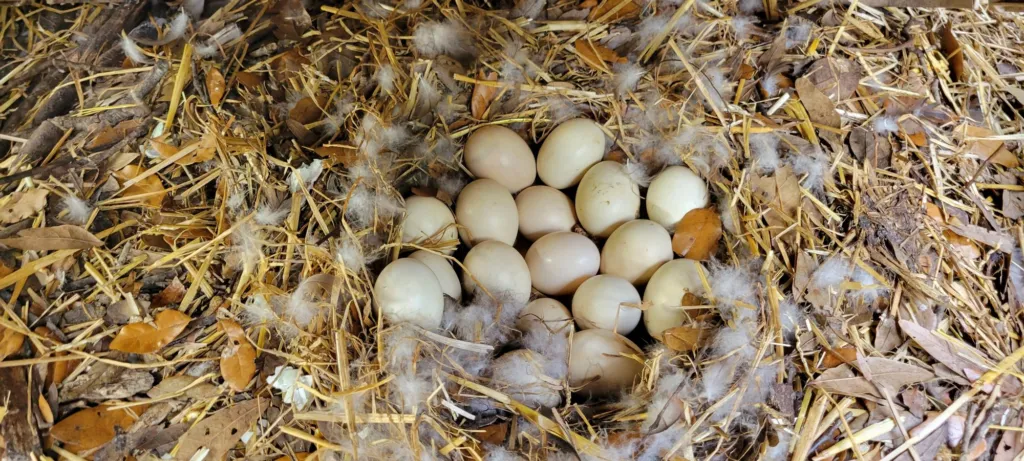 A clutch of pale Muscovy duck eggs in a straw nest lined with down