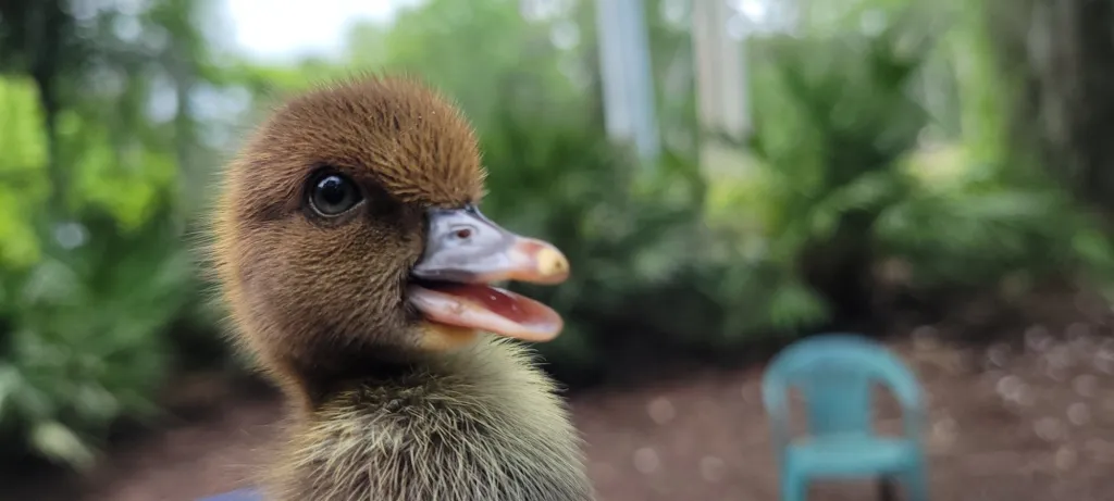 A brown Muscovy duckling with its bill open