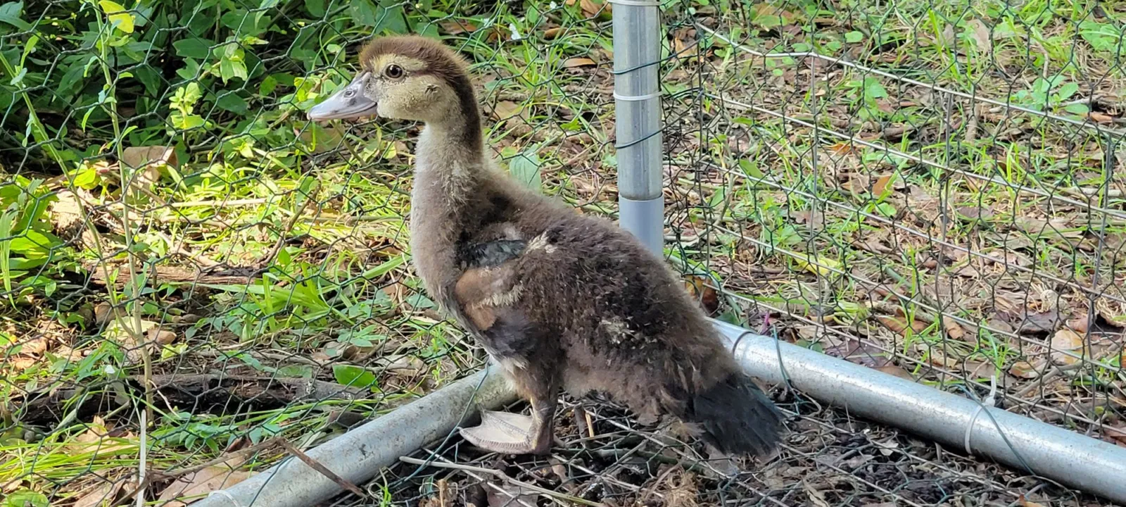 A juvenile Muscovy duck with brown plumage and a pale face standing in grass beside a wire fence.