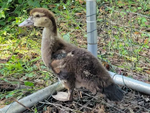 A juvenile Muscovy duck with brown plumage and a pale face standing in grass beside a wire fence.