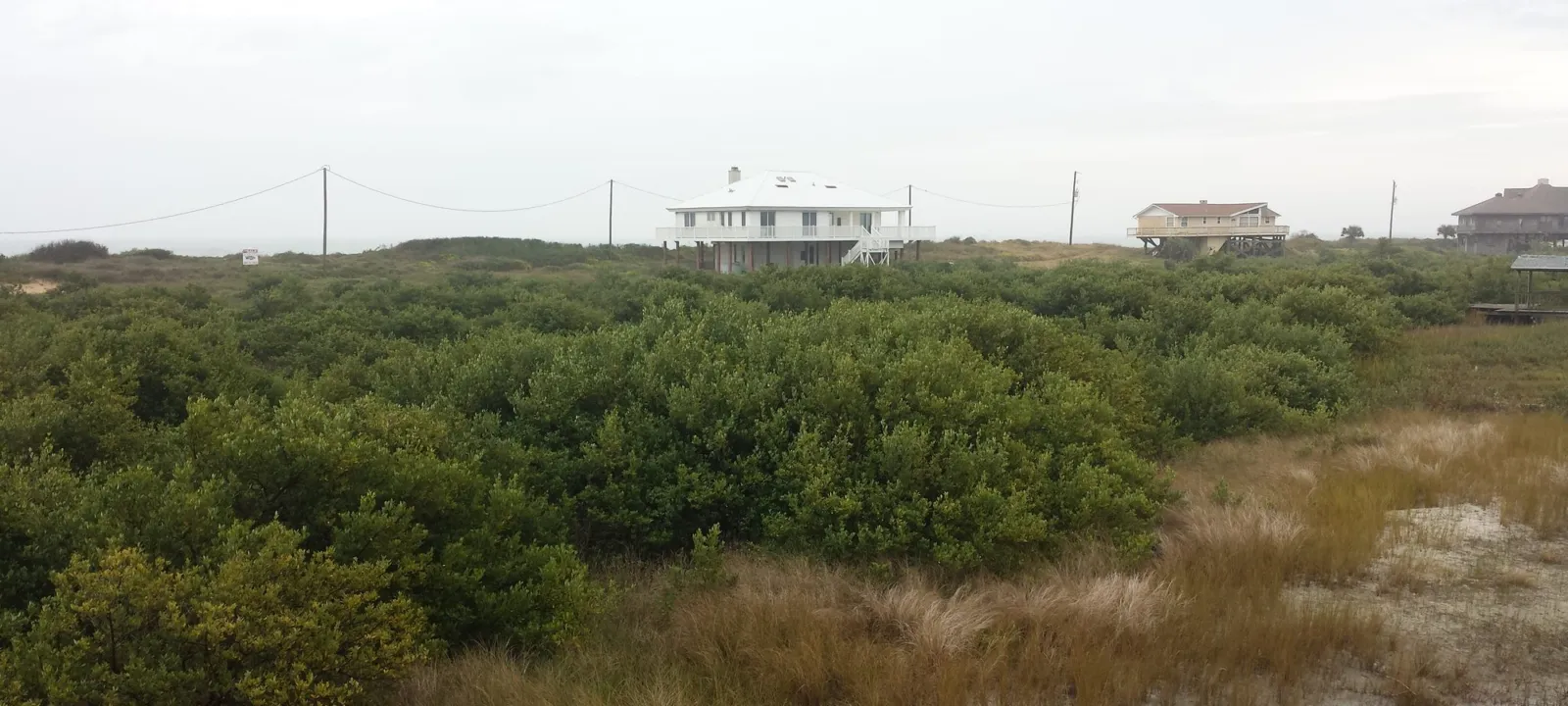 Open marsh and scrub under a gray sky