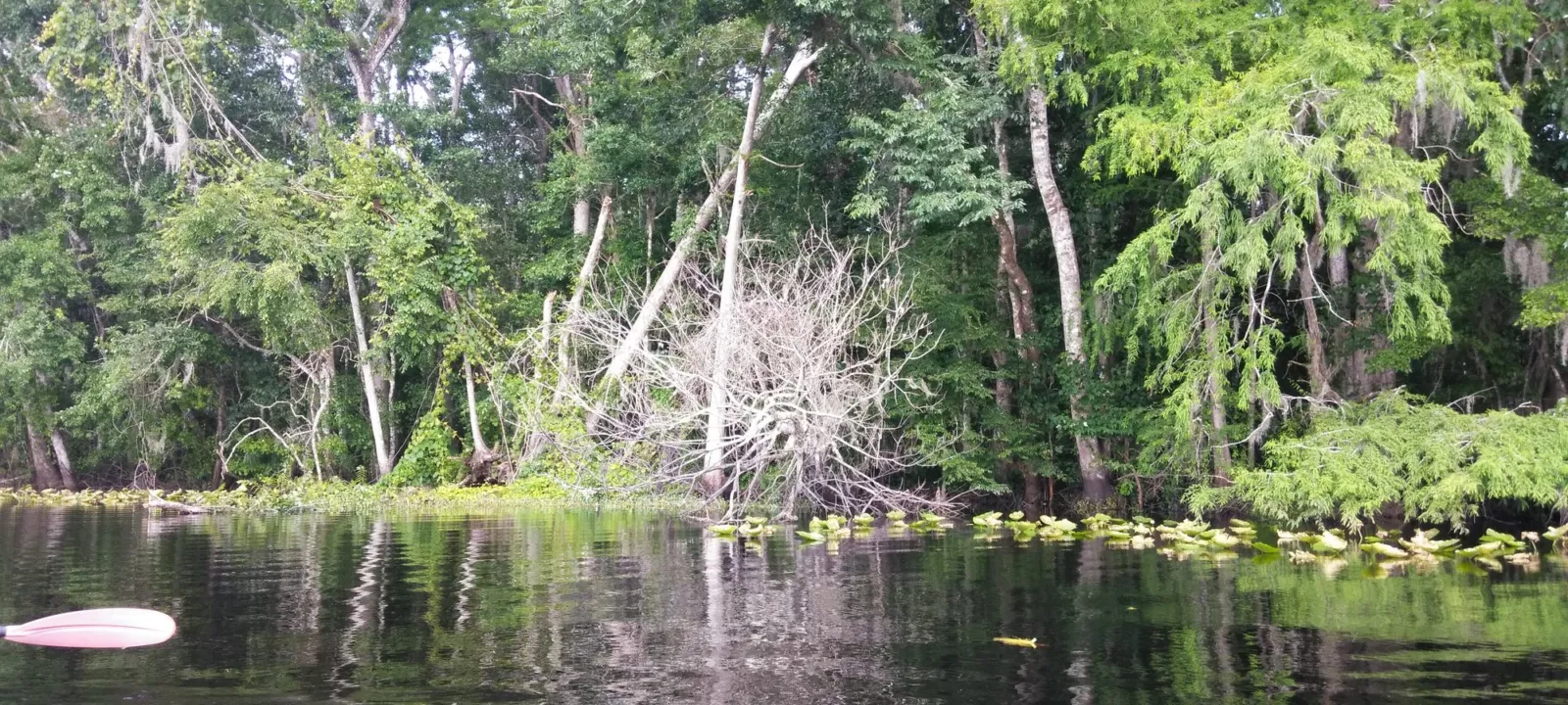 Trees and palms crowding the bank of a still, dark river.