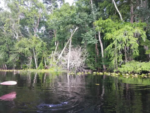 Trees and palms crowding the bank of a still, dark river.