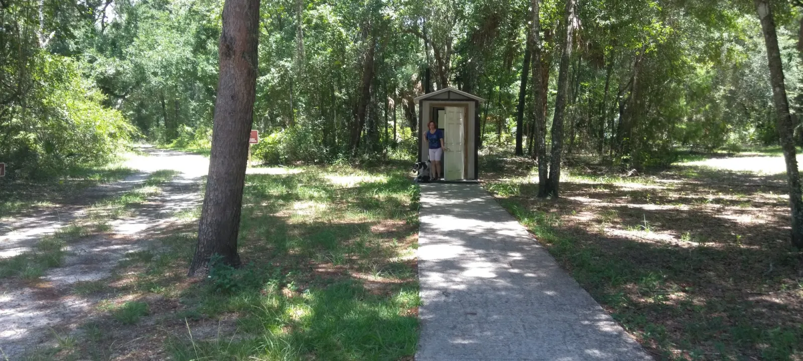 A paved trail through pine forest.