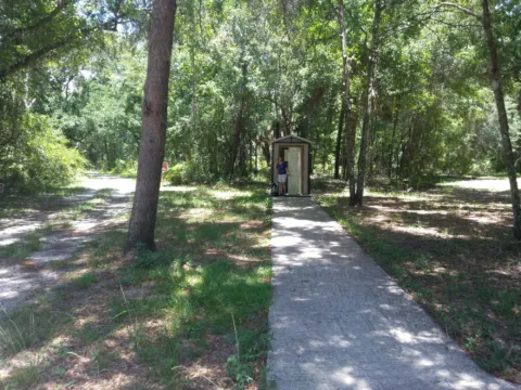 A paved trail through pine forest.
