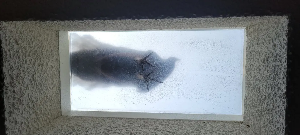 A peacock seen from below through a skylight, standing on the glass