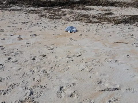 Sandy ground with scattered grass and debris
