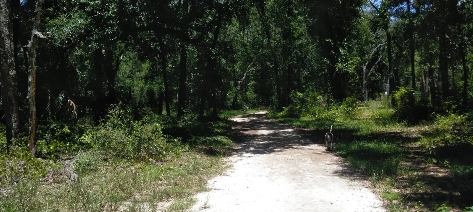 Sandy trail along a sunny, scrubby woodland edge