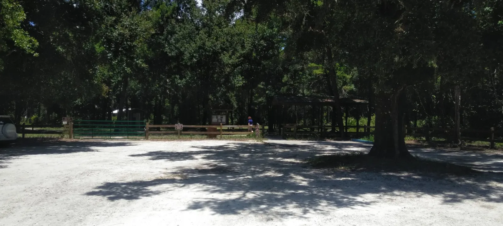 A sandy trail running through a pine forest.