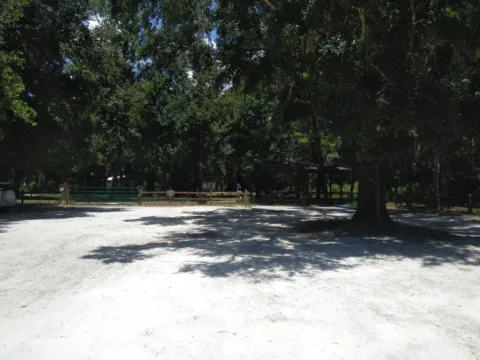 A sandy trail running through a pine forest.