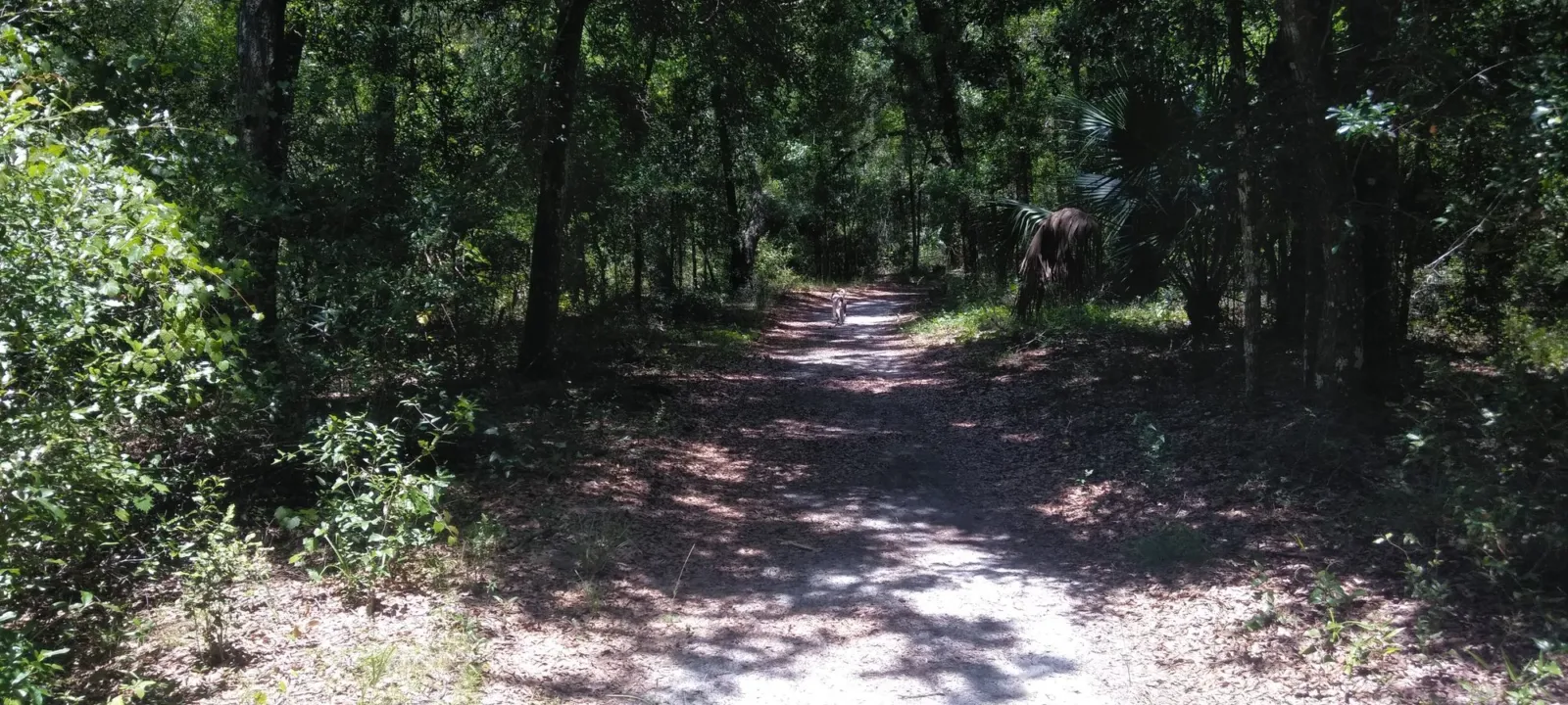 Sandy trail through Florida pine and oak woods