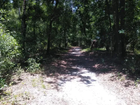 Sandy trail through Florida pine and oak woods