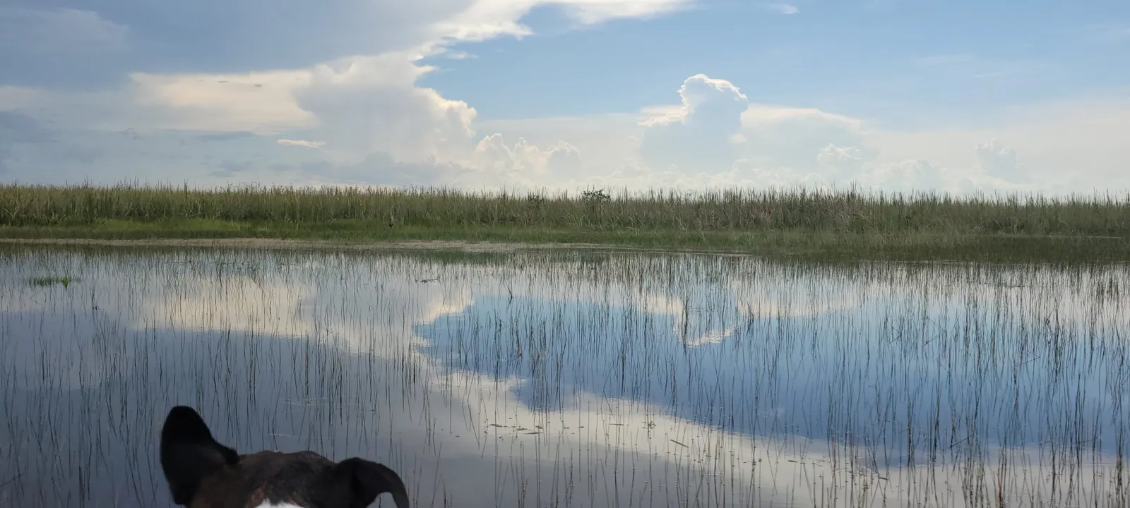 Sawgrass marsh and open water in the Everglades