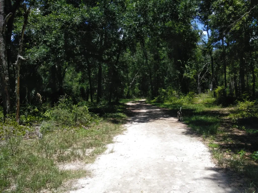 A sandy trail through scrub pine and palmetto.