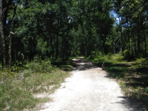 A sandy trail through scrub pine and palmetto.