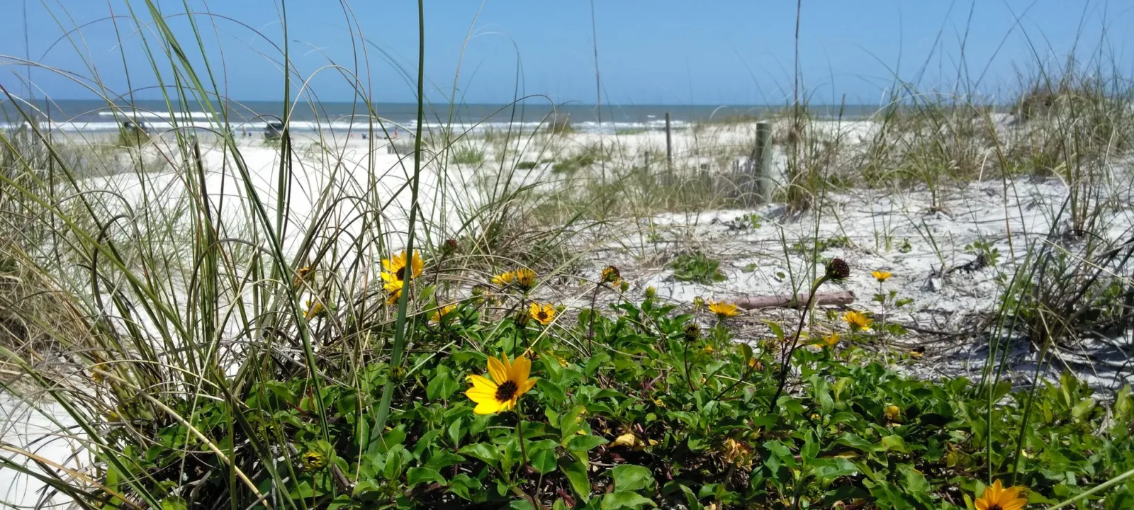 Sea oats and beach sunflowers on the dunes