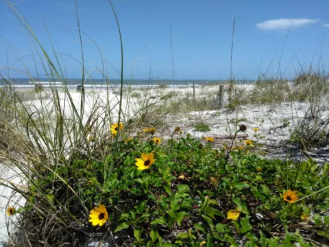 Sea oats and beach sunflowers on the dunes