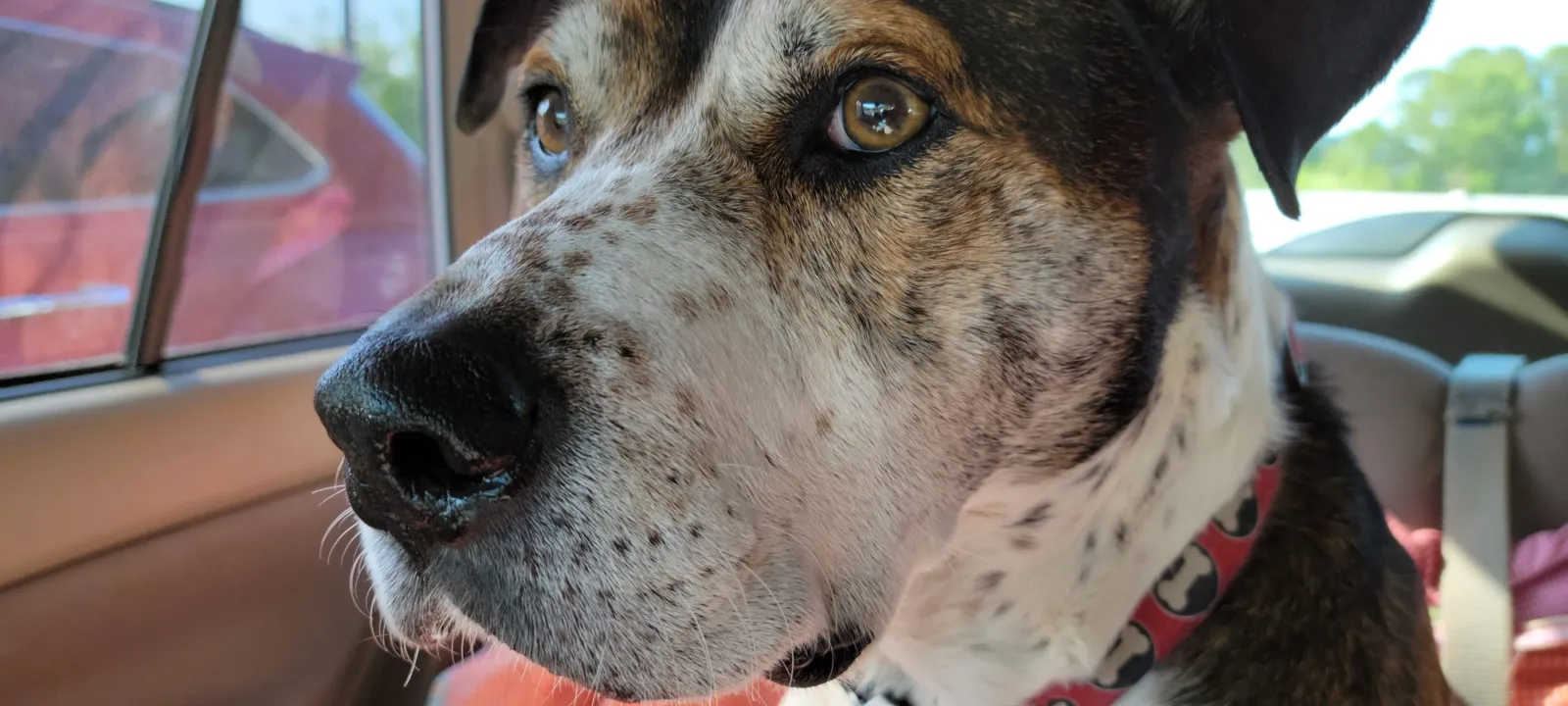An older dog with a grey muzzle riding in a car, looking out the window.