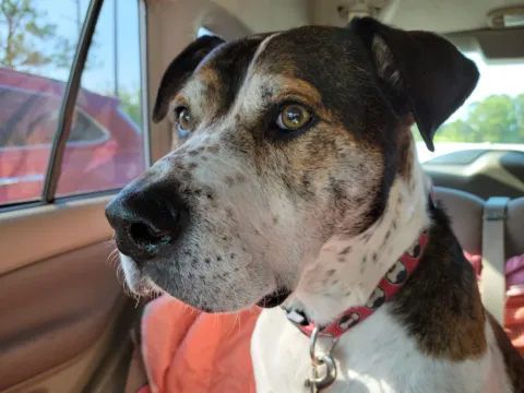 An older dog with a grey muzzle riding in a car, looking out the window.
