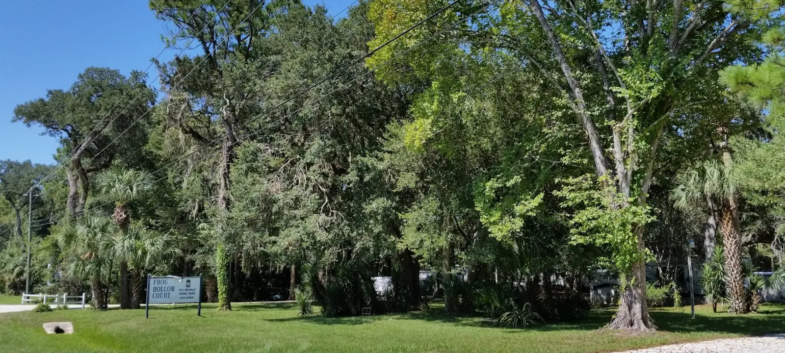 A grassy park lawn shaded by large trees.