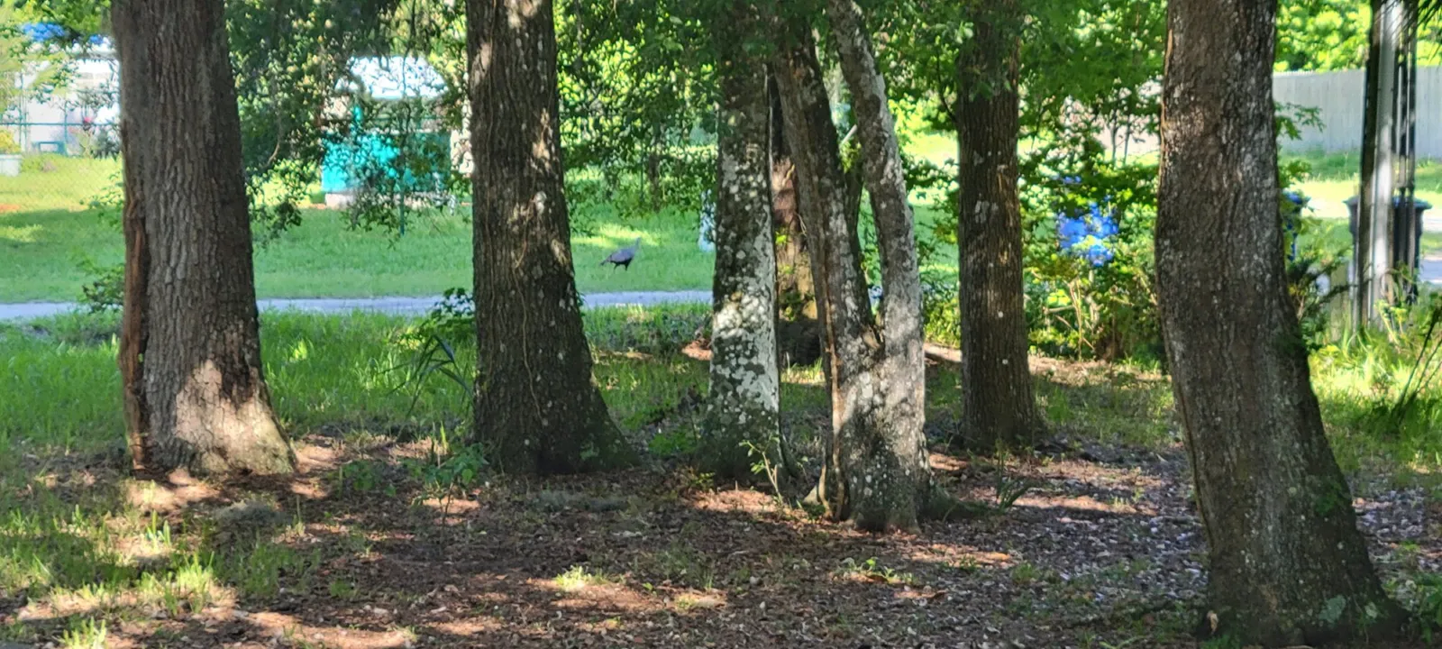 Shady oak woods
