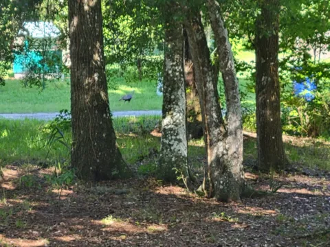 Shady oak woods