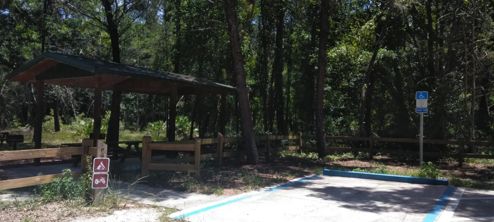 A shady clearing among tall trees in a Florida woodland.