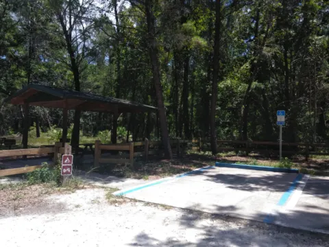 A shady clearing among tall trees in a Florida woodland.