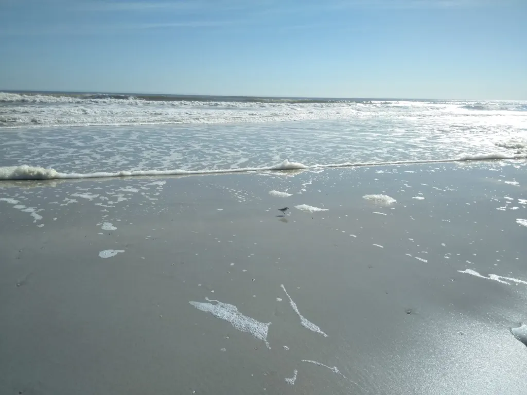 Shells and foam along the shoreline