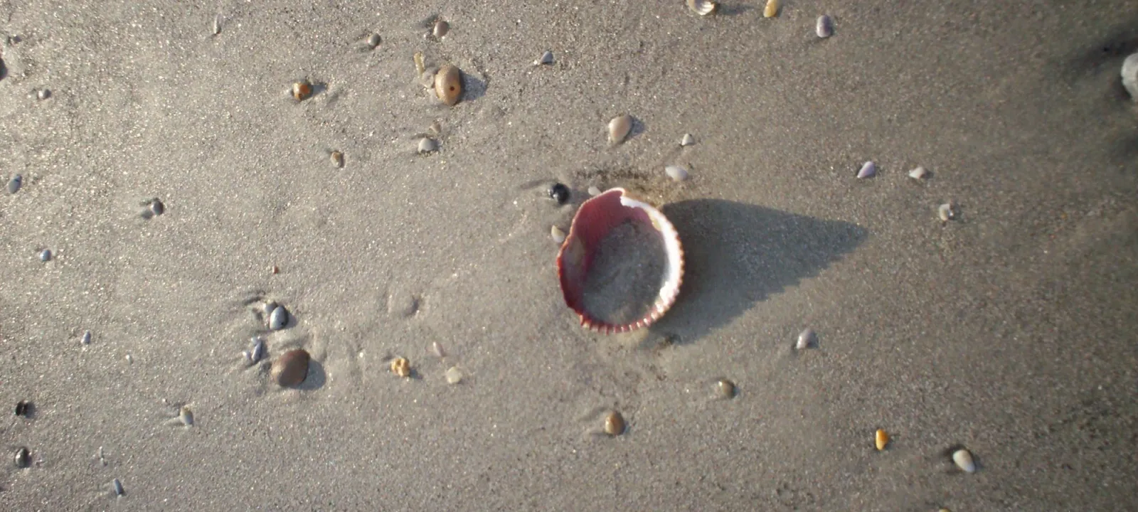 Shells scattered on wet sand