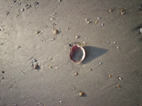 Shells scattered on wet sand