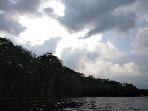 Still water below a dark tree line under storm clouds
