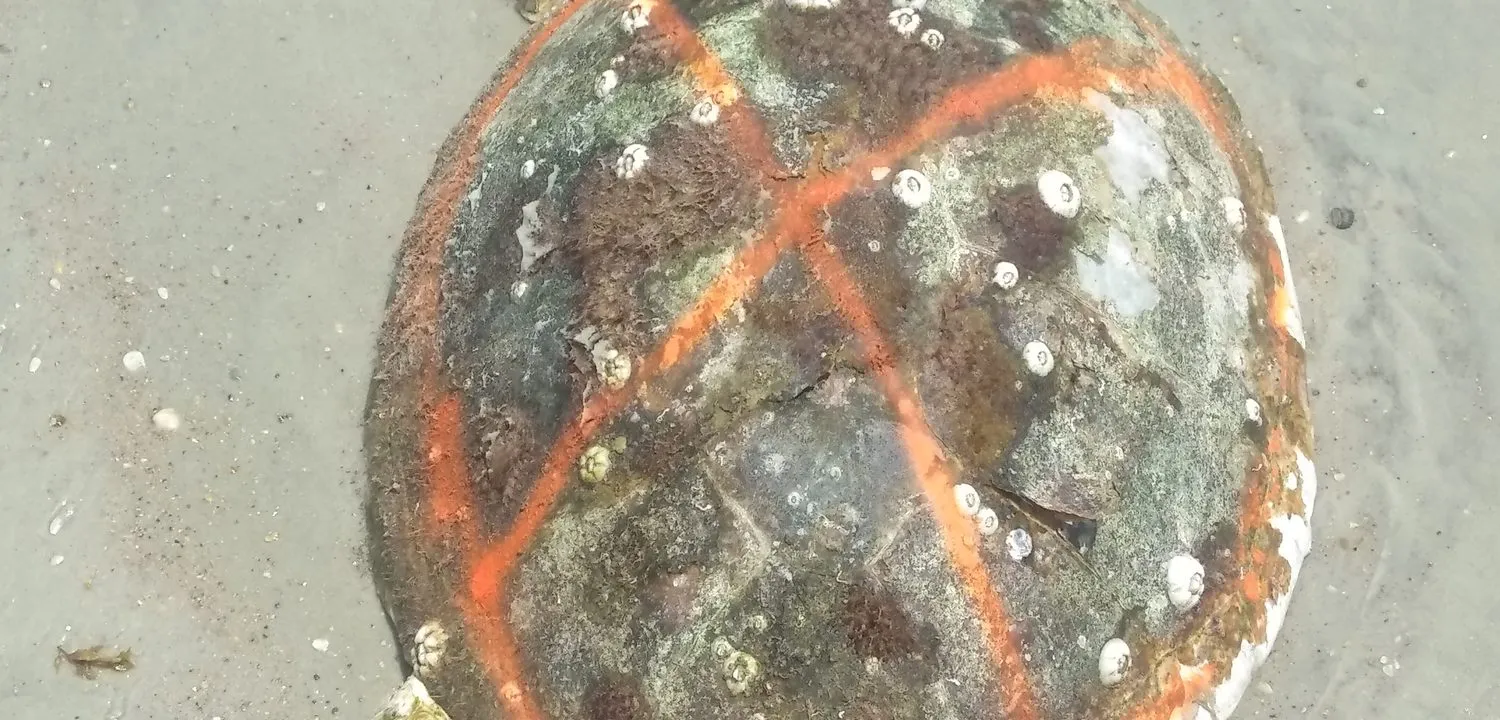 A dead loggerhead sea turtle lying on wet sand, its shell crusted with barnacles and marked with a bright orange spray-painted cross by stranding responders.