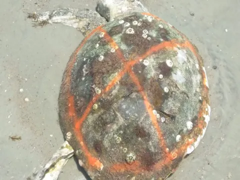 A dead loggerhead sea turtle lying on wet sand, its shell crusted with barnacles and marked with a bright orange spray-painted cross by stranding responders.