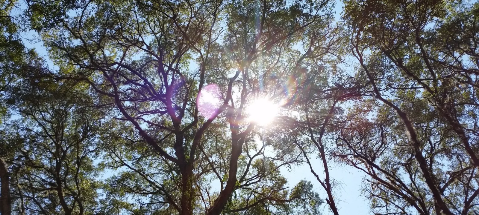 Bright sun blazing through a canopy of trees.