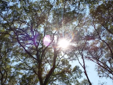 Bright sun blazing through a canopy of trees.
