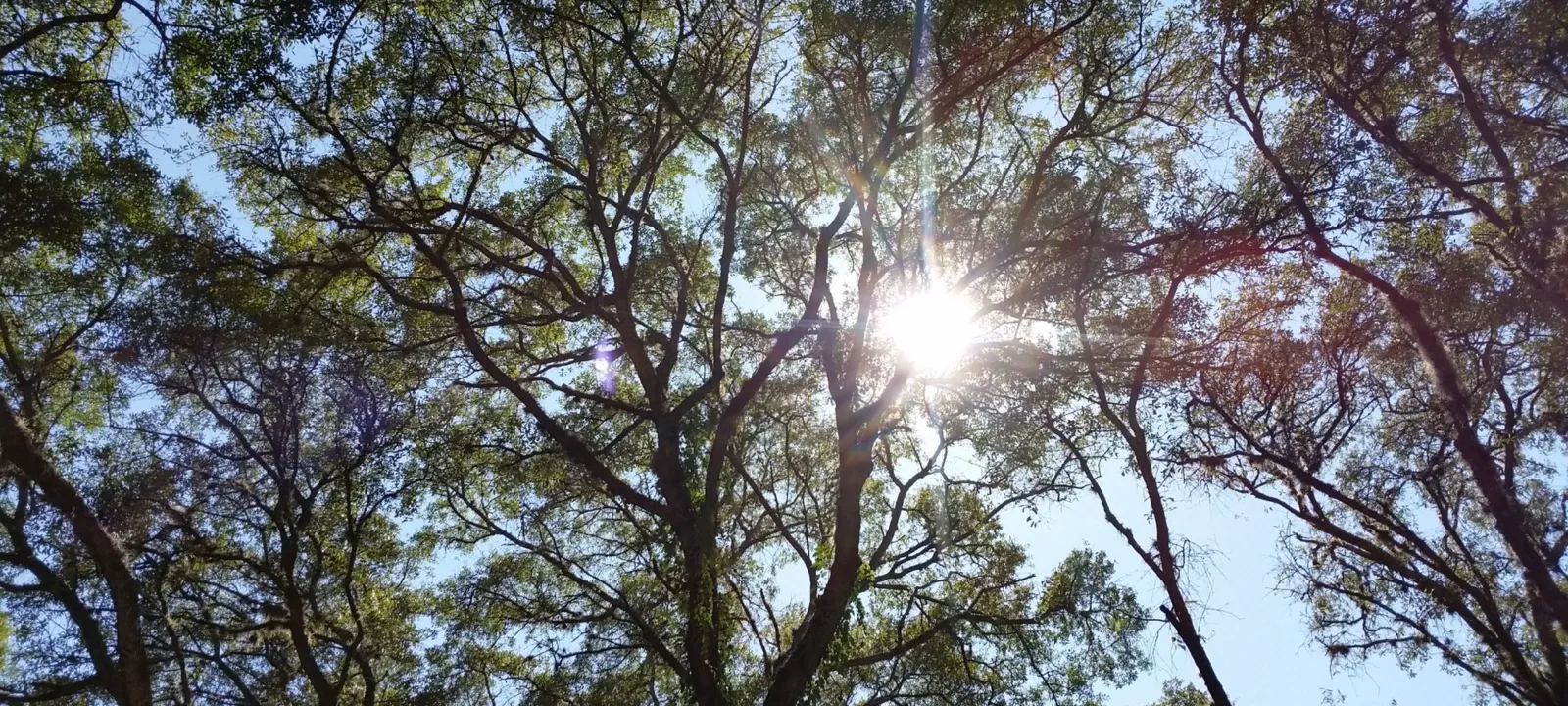 Sunlight filtering through oak branches